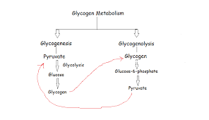 carbohydrate metabolism glycogen metabolism simplybiotech