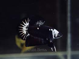 The animals are called black samurai in a melodious way. Just Betta One And Only The Black Samurai Facebook