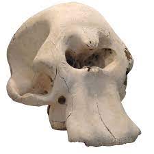 Maybe you would like to learn more about one of these? An Elephant Skull With No Tusks Does Anyone See The Cyclops Natureismetal