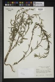 Image result for Oenothera indecora