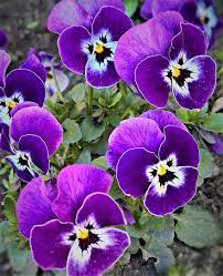 Maybe you would like to learn more about one of these? Pansy 400 500 Spring Flowers Violet With Small Faces Garden Colorful Beautiful Pikist