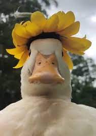 Here S A Cute Duck With A Sunflower On Its Head Maybe It Ll Brighten Up Your Day Cute Ducklings Cute Animal Photos Baby Animals Funny