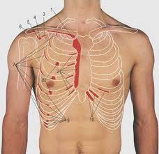The chest wall is formed from the sternum anteriorly, 12 pairs of ribs, costal cartilages and intercostal muscles laterally, and the thoracic vertebrae posteriorly. Thorax Surface Anatomy 4 Edition