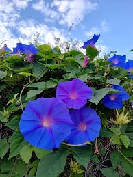 Image result for Ipomoea tuberculata