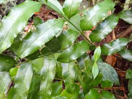 Image result for Lomariopsis