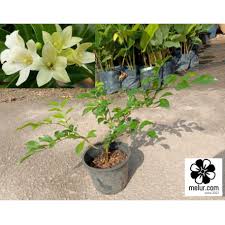 Ok itulah sekian berbagai ulasan bermacam foto animasi kocak yang bisa kami berikan. Buy Orange Jessamine Jumbo Sapling Anak Pokok Kemuning Jumbo Seetracker Malaysia