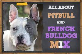 The french bulldog and pit bull mix image source. All About French Bulldog And Pitbull Mix Zooawesome