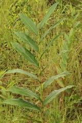 Image result for Aframomum alboviolaceum