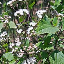 Image result for Panicum adenophorum