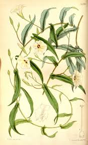 Image result for Xenostegia alatipes