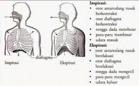 Maybe you would like to learn more about one of these? Jelaskan Mekanisme Pernapasan Dada Dan Pernapasan Perut Pda Manusia Brainly Co Id