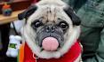 - Virginia Dog Rescue - ADOPTIONS - Rescue Me!