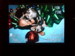 Maybe you would like to learn more about one of these? Dachshund Puppies For Sale