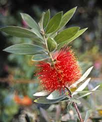 Image result for Melaleuca hamulosa