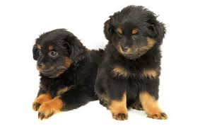 I will keep referencing it as i train my new puppy bentley. Yorkie Poo Guide Breed Temperament Health Canna Pet