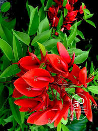 Image result for Erythrina crista-galli