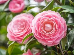Why Camellias Are a Southern Favorite, Plus 6 Little-known Tidbits About  the Flowering Shr