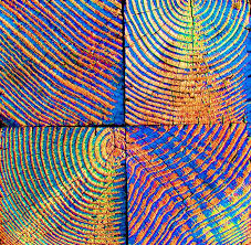 Mesmerizing Rare Rainbow Wood By John King Rainbow Eucalyptus Tree Rainbow Eucalyptus Rainbow Wood