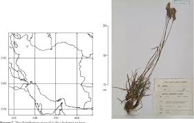 Image result for Poa leptoclada