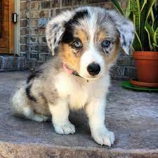 We guarantee pure satisfaction to our customers and we always stand by our word. Corgi Australian Shepherd Mix Puppies For Sale