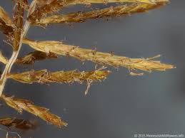 Image result for Cyperus nduru