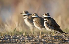 Killdeer Audubon Field Guide Killdeer Bird Festival Migratory Birds