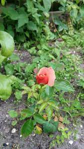 We're organizing our room so we can find those tiny dollhouse pieces we lost months ago and were too distracted by life to tidy up and look for them. Let S See Photos Of Your Volunteer Roses Or Roses From Seeds