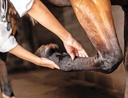 Diagnosis And Treatment Of Equine Joint Disease Horse Journals