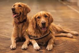 Golden Retriever Breeders In New Jersey Breeder Review