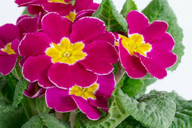 Image result for Primula x pubescens