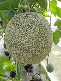 Karena itu, pengelolaan lahan harus dilakukan dengan benar. Coach Bahar Dari Melabur Asb Baik Tanam Rock Melon Facebook