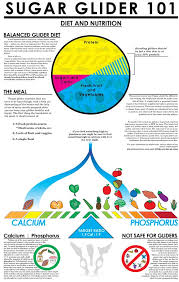 Glider Diet On Behance You Know In Case I Get A Sugar