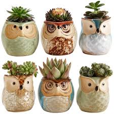 Grab a cactus pad with your tongs and break it off of the main plant. Amazon Com Sun E 2 5 Inch Owl Pot Ceramic Flowing Glaze Base Serial Set Succulent Plant Pot Cactus Plant Pot Flower Pot Container Planter Bonsai Pots With A Hole Gift Idea 6 In Set