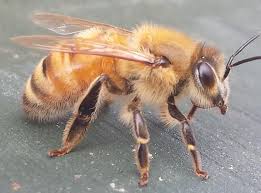 Bee removal is the process of removing bees from a location. Bee Magic Chronicles Swarms