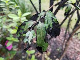 You have an insect problem. How To Remove Black Sooty Mold Garden Down South