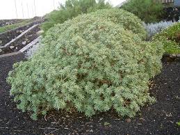 Image result for Euphorbia lissosperma