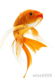 What Is A Goldfish With Picture Watercolor Fish Goldfish Fish