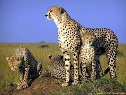 La Savane Africaine Documentaire Animaux Sauvages Film En Entier Hd Les Lions Et Les Gnous Cheetah Pictures Cheetah Wallpaper Animals ⬇ télécharger des photos de savane sur la meilleure banque photo depositphotos! documentaire animaux sauvages film
