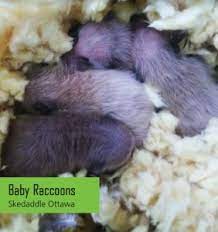 Ottawa is bounded by gatineau, quebec, and together they form canada's national capital region. Skedaddle Technicians Finding March Wildlife Babies