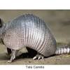 Ele animal carrega um vírus idêntico ao coronavirus… que também é encontrado em morcegos… Https Encrypted Tbn0 Gstatic Com Images Q Tbn And9gcsx Goje35amxjng1hqhfd18hfjtcdife55pzp7op7gac0dtt9m Usqp Cau