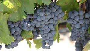 Viticultorii bătrâni spun că este mai avantajos să pui via toamna. Plantarea Vitei De Vie Cum Infiintezi O Plantatie Viticola