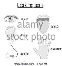Five Senses Chart Sensory Organs Eye Ear Tongue Nose