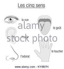 five senses chart sensory organs eye ear tongue nose