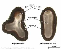 Image result for Persicaria senegalensis