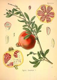 Punica Granatum Kohler S Medizinal Pflanzen In Naturgetreuen Abbildungen Mit Kurz Erlauterndem Texte V 2 Ger Botanical Prints Botanical Drawings Botanical Art
