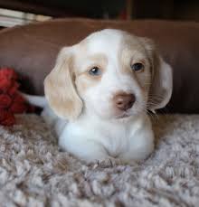 Black And Cream Dapple Dachshund For Sale Cream Piebald Miniature Dachshund Longhair Puppy At Muddy River Dachshunds Dachshund Puppy Miniature Dachshund Puppies Dachshund Breed