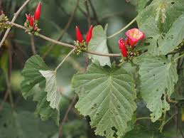 Image result for Stictocardia beraviensis