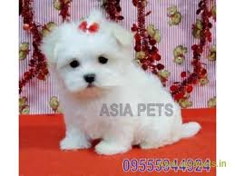 Tea Cup Maltese Puppy Sale In Jaipur Price Maltese Puppy Bichon Frise Puppy Pretty Dogs