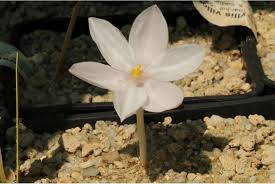 Image result for Gethyllis