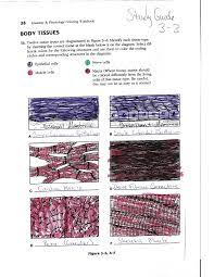 A complete study… anatomy & physiology coloring workbook:. Http Smithclassroom Tripod Com Sg3 3answers Pdf